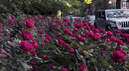 Foggy Bottom, Gardening, Roses, 2026